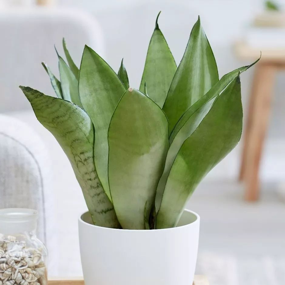 虎皮蘭葉子發軟，還長不大，用上2個“訣竅”，葉片堅硬、2米高！